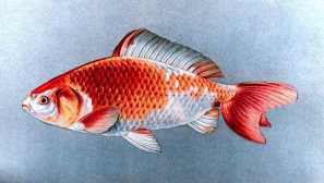 Vakin: obsah, kompatibilita, krmení, popis, fotografie